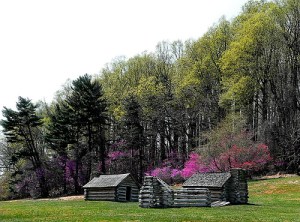 Redbuds in bloom, Valley Forge