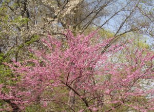 Redbud